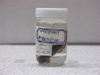 藏品(杜氏蛙鳚)的圖片